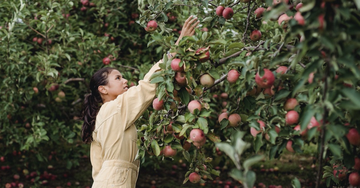 Picking apples Image: Pexels - Zen Chung