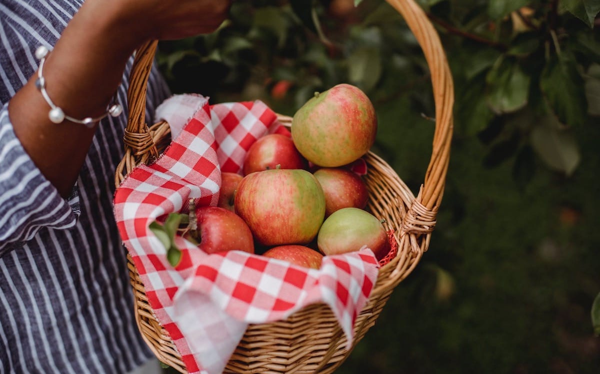 Apple picking in field.