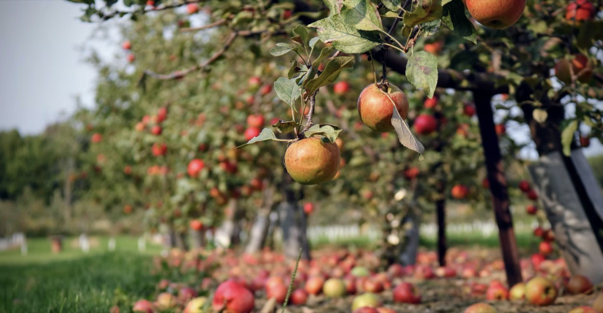 Apple orchard. Unsplash - Skylar Jay