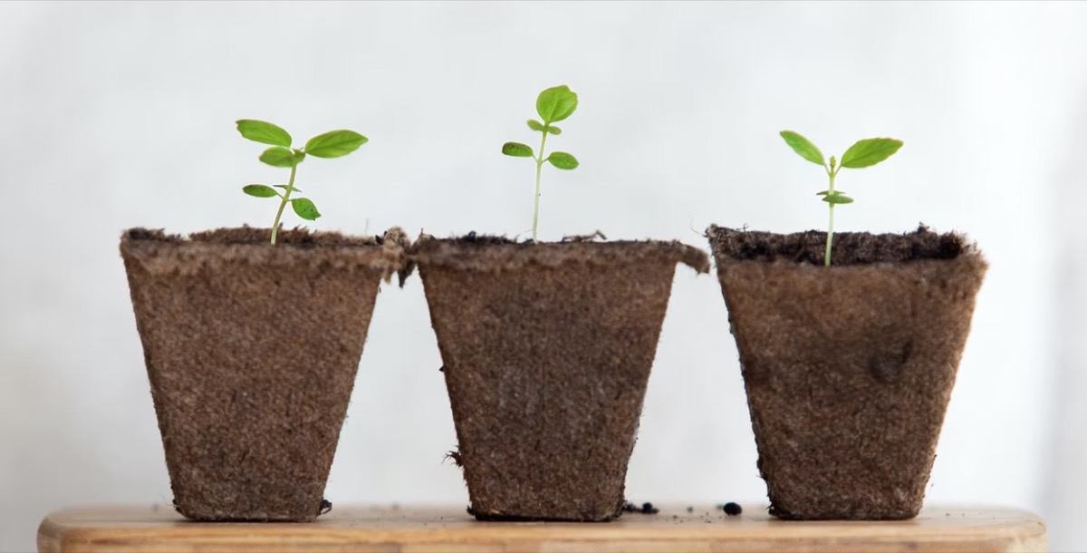 Three plants next to each other growing Unsplash - Daniel Öberg